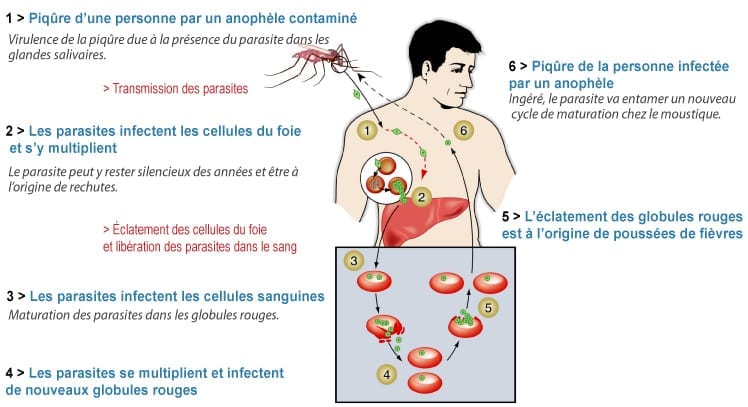 Effet du paludisme