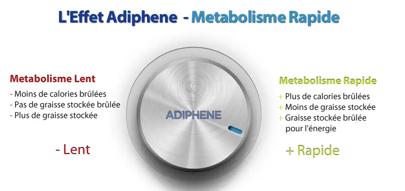effet adiphene