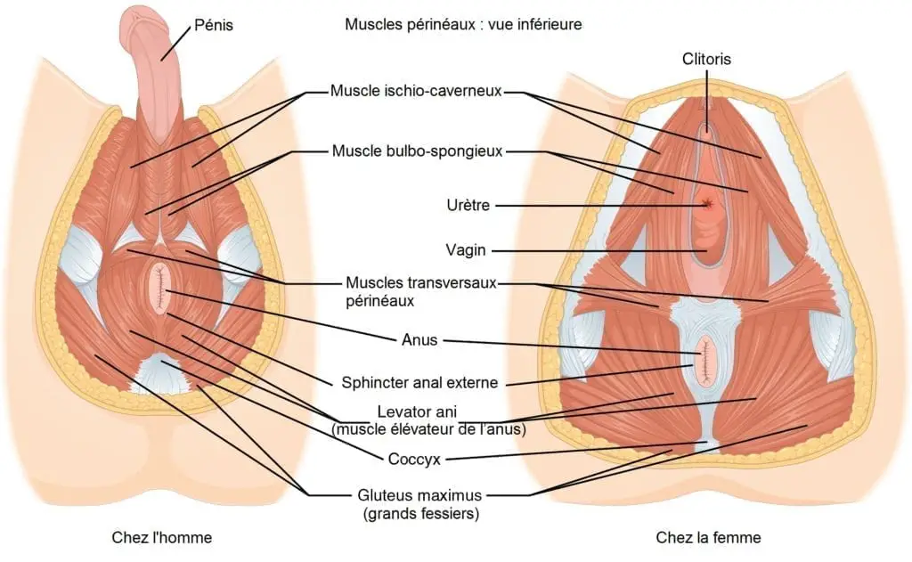 périnée