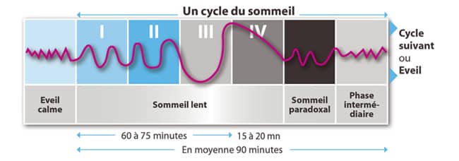 cycles du sommeil