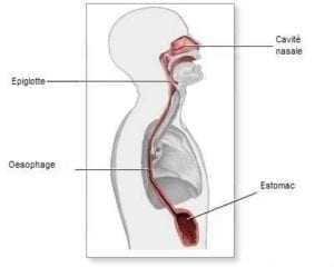 oesophage 