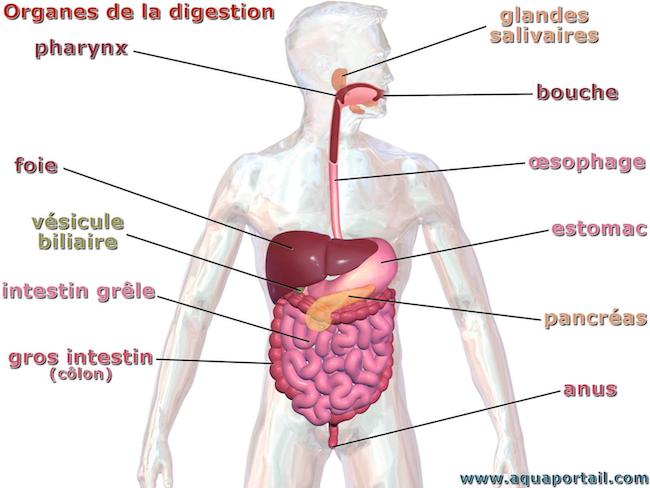 systeme digestif