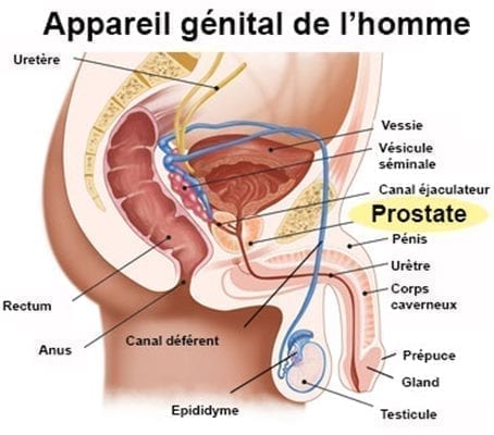 appareil génital masculin et prostate