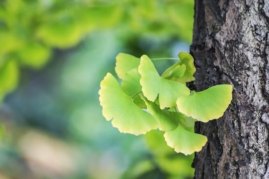 Ginkgo biloba