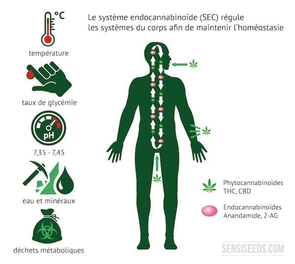 Le Système Endocannabinoïde