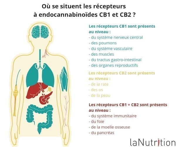 recepteurs Endocannabinoïde CB1 et CB2