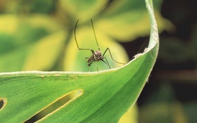 moustique-Aedes-aegypti