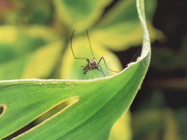  moustique-Aedes-aegypti