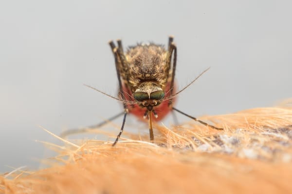  moustique-Aedes-aegypti