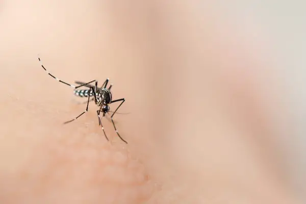 moustique-Aedes-aegypti