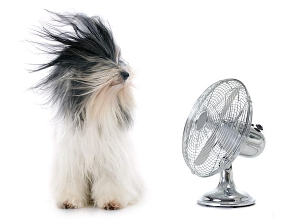 ventilateur